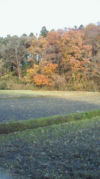 紅葉1 紅葉1