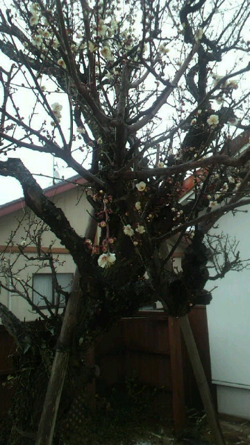 2011020907440000