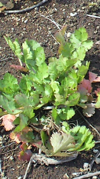 2011041109240002-1