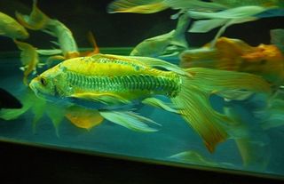 お魚