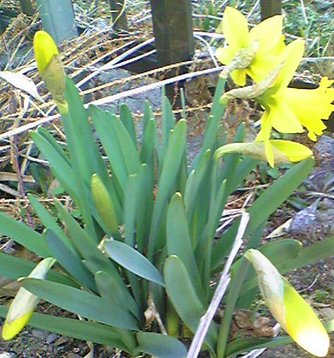 Image469[1]