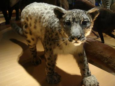 ユキヒョウ