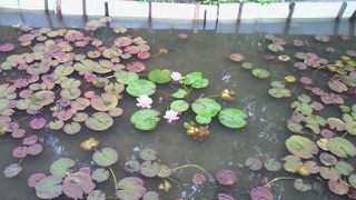 水蓮2