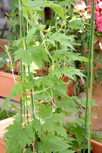 201100705010