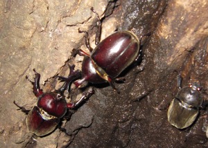 オス2