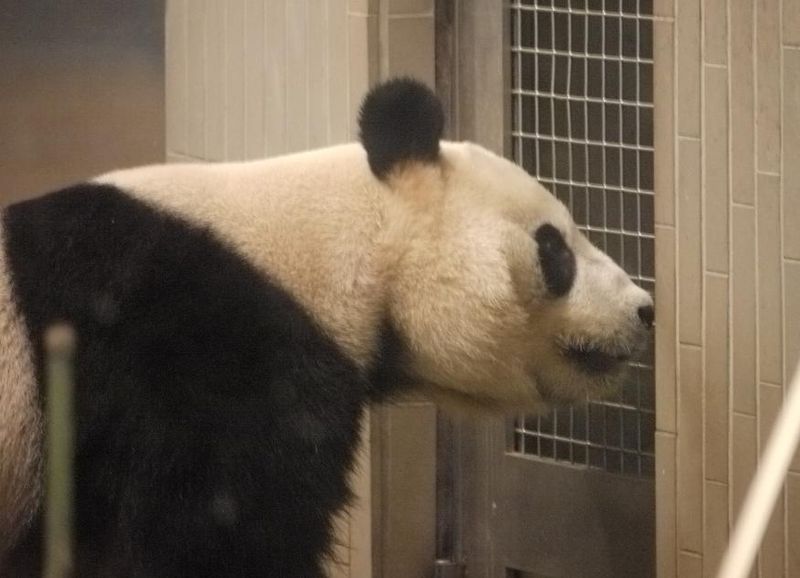 Panda2