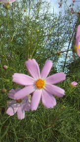 Clip_image001