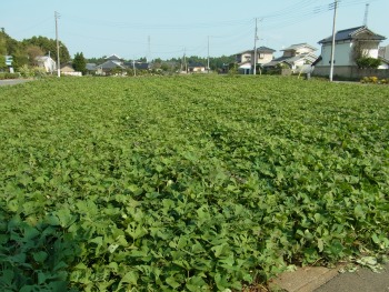 さつま芋畑1ブログ用