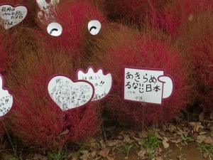 コキアあきらめるな