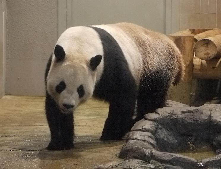 Panda1