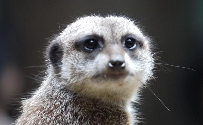 Meerkat