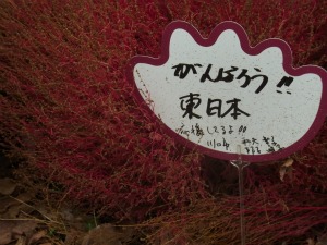コキア頑張ろう日本