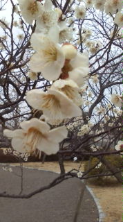 20120328100429