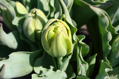 201200404003