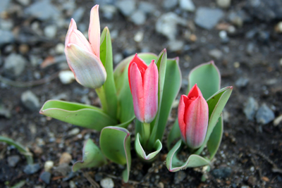 201200404013
