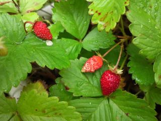 Mini_120705_0827