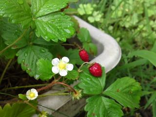 Mini_120705_0826