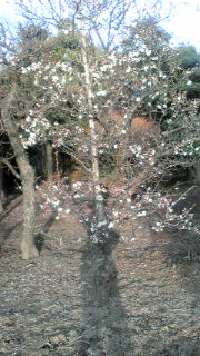 20120316064414