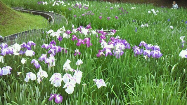花菖蒲2