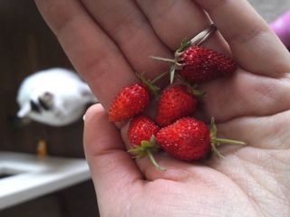 Mini_120529_1231