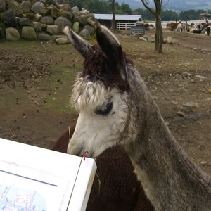 アルパカ横顔