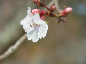 桜一輪