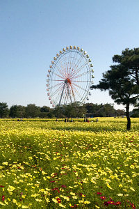 コスモス畑