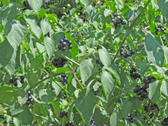 Oyama_asako_san_Gardenhuckleberry