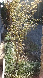 CA3J01290002