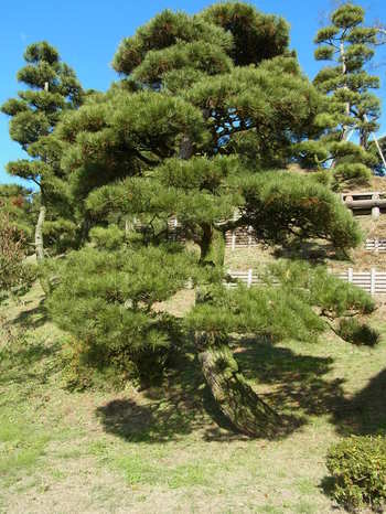 松の木