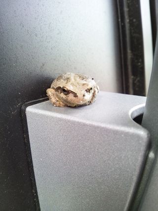 Frog