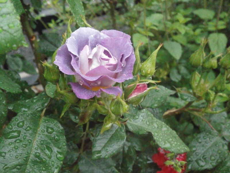 P5200365