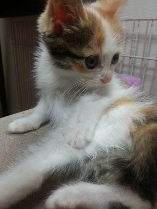 Lulu-cute