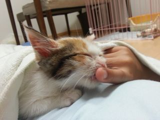 Lulu-chu