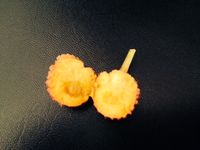 やまぼうし3