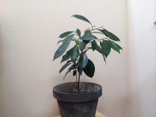 Image1