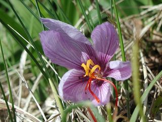 サフランの花