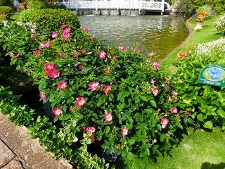 ガラスの森5