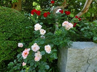 ガラスの森4